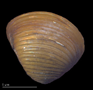  ( - CFBA1)  @11 [ ] CreativeCommons - Attribution Non-Commercial (2018) Leandro A. Hünicken Museo Argentino de Ciencias Naturales "Bernardino Rivadavia"