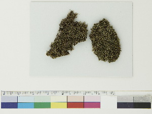  ( - CCDB-33281-D12)  @11 [ ] CreativeCommons - Attribution (2018) CBG Photography Group Centre for Biodiversity Genomics