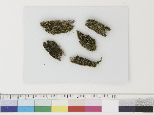  ( - CCDB-33282-B09)  @11 [ ] CreativeCommons - Attribution (2019) CBG Photography Group Centre for Biodiversity Genomics