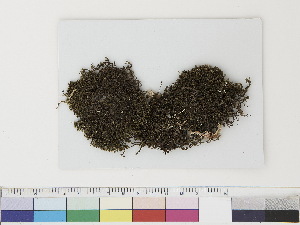  ( - CCDB-33282-E10)  @11 [ ] CreativeCommons - Attribution (2019) CBG Photography Group Centre for Biodiversity Genomics