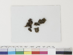  ( - CCDB-33282-F08)  @11 [ ] CreativeCommons - Attribution (2019) CBG Photography Group Centre for Biodiversity Genomics