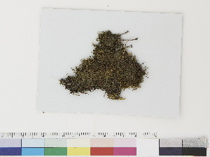  ( - CCDB-33282-F10)  @11 [ ] CreativeCommons - Attribution (2019) CBG Photography Group Centre for Biodiversity Genomics