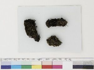  ( - CCDB-33282-G08)  @11 [ ] CreativeCommons - Attribution (2019) CBG Photography Group Centre for Biodiversity Genomics