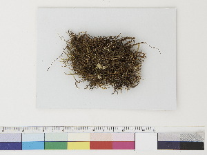  ( - CCDB-33282-G10)  @11 [ ] CreativeCommons - Attribution (2019) CBG Photography Group Centre for Biodiversity Genomics