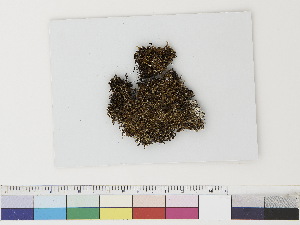 ( - CCDB-33282-H08)  @11 [ ] CreativeCommons - Attribution (2019) CBG Photography Group Centre for Biodiversity Genomics