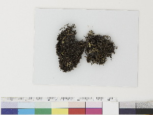 ( - CCDB-33283-A03)  @11 [ ] CreativeCommons - Attribution (2019) CBG Photography Group Centre for Biodiversity Genomics