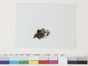  (Solenostoma obovatum - CCDB-33283-D06)  @11 [ ] CreativeCommons - Attribution (2019) CBG Photography Group Centre for Biodiversity Genomics