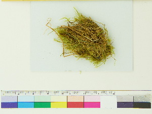  ( - CCDB-33284-A10)  @11 [ ] CreativeCommons - Attribution (2018) CBG Photography Group Centre for Biodiversity Genomics