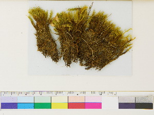  ( - CCDB-33284-G11)  @11 [ ] CreativeCommons - Attribution (2018) CBG Photography Group Centre for Biodiversity Genomics