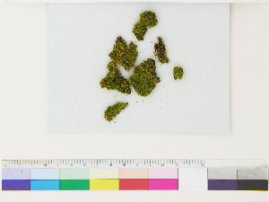  ( - CCDB-33285-A08)  @11 [ ] CreativeCommons - Attribution (2018) CBG Photography Group Centre for Biodiversity Genomics