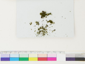 ( - CCDB-33285-B08)  @11 [ ] CreativeCommons - Attribution (2018) CBG Photography Group Centre for Biodiversity Genomics