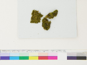  ( - CCDB-33285-C08)  @11 [ ] CreativeCommons - Attribution (2018) CBG Photography Group Centre for Biodiversity Genomics
