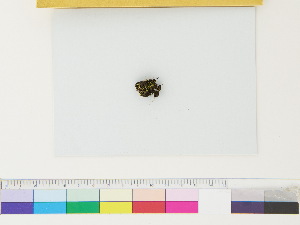  ( - CCDB-33285-D03)  @11 [ ] CreativeCommons - Attribution (2018) CBG Photography Group Centre for Biodiversity Genomics