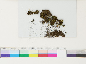  ( - CCDB-33285-E03)  @11 [ ] CreativeCommons - Attribution (2018) CBG Photography Group Centre for Biodiversity Genomics