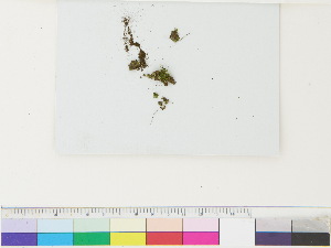  ( - CCDB-33285-F03)  @11 [ ] CreativeCommons - Attribution (2018) CBG Photography Group Centre for Biodiversity Genomics