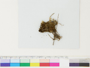  ( - CCDB-33285-F05)  @11 [ ] CreativeCommons - Attribution (2018) CBG Photography Group Centre for Biodiversity Genomics