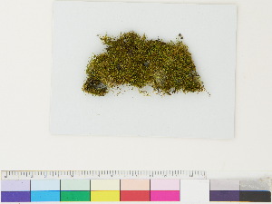  ( - CCDB-33285-H09)  @11 [ ] CreativeCommons - Attribution (2018) CBG Photography Group Centre for Biodiversity Genomics