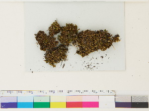  ( - CCDB-33287-A10)  @11 [ ] CreativeCommons - Attribution (2018) CBG Photography Group Centre for Biodiversity Genomics