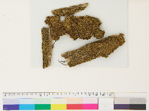  ( - CCDB-33287-B07)  @11 [ ] CreativeCommons - Attribution (2018) CBG Photography Group Centre for Biodiversity Genomics