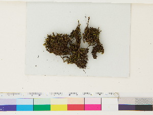  ( - CCDB-33287-B10)  @11 [ ] CreativeCommons - Attribution (2018) CBG Photography Group Centre for Biodiversity Genomics