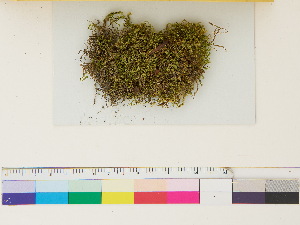  ( - CCDB-33287-B12)  @11 [ ] CreativeCommons - Attribution (2018) CBG Photography Group Centre for Biodiversity Genomics