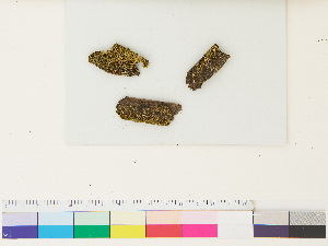  ( - CCDB-33287-C07)  @11 [ ] CreativeCommons - Attribution (2018) CBG Photography Group Centre for Biodiversity Genomics