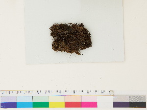  ( - CCDB-33287-C09)  @11 [ ] CreativeCommons - Attribution (2018) CBG Photography Group Centre for Biodiversity Genomics