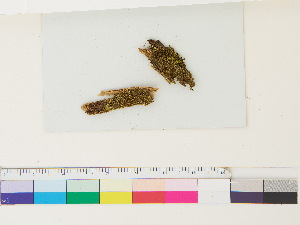  ( - CCDB-33287-C10)  @11 [ ] CreativeCommons - Attribution (2018) CBG Photography Group Centre for Biodiversity Genomics