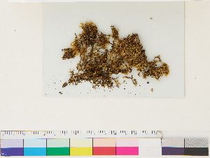  ( - CCDB-33287-D10)  @11 [ ] CreativeCommons - Attribution (2018) CBG Photography Group Centre for Biodiversity Genomics