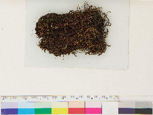  ( - CCDB-33287-E10)  @11 [ ] CreativeCommons - Attribution (2018) CBG Photography Group Centre for Biodiversity Genomics