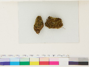  ( - CCDB-33287-F10)  @11 [ ] CreativeCommons - Attribution (2018) CBG Photography Group Centre for Biodiversity Genomics