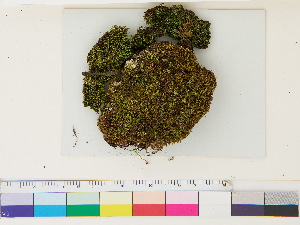  ( - CCDB-33287-G10)  @11 [ ] CreativeCommons - Attribution (2018) CBG Photography Group Centre for Biodiversity Genomics
