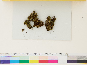  ( - CCDB-33287-H10)  @11 [ ] CreativeCommons - Attribution (2018) CBG Photography Group Centre for Biodiversity Genomics