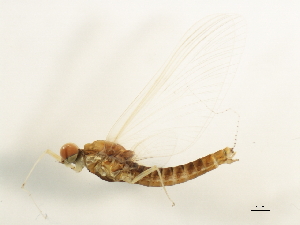  ( - 10LJMAY-007)  @13 [ ] CreativeCommons - Attribution (2010) CBG Photography Group Centre for Biodiversity Genomics