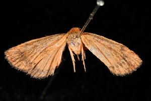  ( - 06-NSWL-00270)  @13 [ ] CreativeCommons - Attribution (2010) CBG Photography Group Centre for Biodiversity Genomics