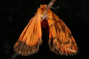  ( - 06-NSWL-00271)  @13 [ ] CreativeCommons - Attribution (2010) CBG Photography Group Centre for Biodiversity Genomics