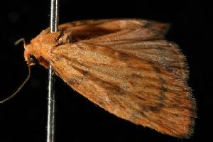  ( - 06-NSWL-00272)  @13 [ ] CreativeCommons - Attribution (2010) CBG Photography Group Centre for Biodiversity Genomics