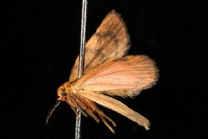  ( - 06-NSWL-00273)  @13 [ ] CreativeCommons - Attribution (2010) CBG Photography Group Centre for Biodiversity Genomics