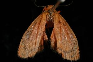  ( - 06-NSWL-00274)  @13 [ ] CreativeCommons - Attribution (2010) CBG Photography Group Centre for Biodiversity Genomics