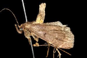  ( - 06-NSWL-00543)  @13 [ ] CreativeCommons - Attribution (2010) CBG Photography Group Centre for Biodiversity Genomics