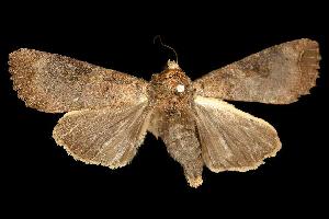  ( - 06-NSWL-00596)  @13 [ ] CreativeCommons - Attribution (2010) CBG Photography Group Centre for Biodiversity Genomics