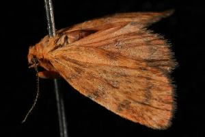  ( - 06-NSWL-00845)  @13 [ ] CreativeCommons - Attribution (2010) CBG Photography Group Centre for Biodiversity Genomics