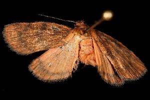  ( - 06-NSWL-00877)  @13 [ ] CreativeCommons - Attribution (2010) CBG Photography Group Centre for Biodiversity Genomics