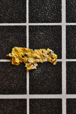  (Xanthoria parietina - LL3)  @11 [ ] CreativeCommons - Attribution Non-Commercial Share-Alike (2011) Louise Lindblom University of Bergen