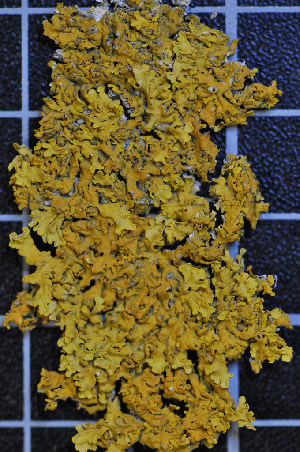  ( - LL15)  @11 [ ] CreativeCommons - Attribution Non-Commercial Share-Alike (2011) Louise Lindblom University of Bergen
