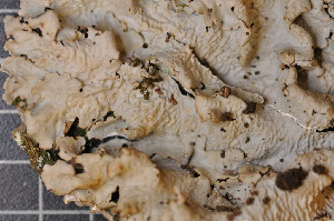  (Lobaria amplissima - LL24)  @11 [ ] CreativeCommons - Attribution Non-Commercial Share-Alike (2011) Louise Lindblom University of Bergen