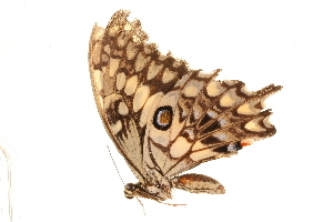  (Papilio morondavana - AC0384-8000801)  @13 [ ] CreativeCommons - Attribution (2010) CBG Photography Group Centre for Biodiversity Genomics