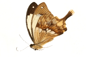  (Papilio dardanus meriones - AC0394-8034755)  @13 [ ] CreativeCommons - Attribution (2010) CBG Photography Group Centre for Biodiversity Genomics