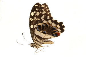  (Papilio demodocus demodocus - AC0410-8033047)  @12 [ ] CreativeCommons - Attribution (2010) CBG Photography Group Centre for Biodiversity Genomics