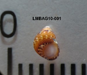  ( - LMBAG10-001)  @12 [ ] Unspecified (default): All Rights Reserved  Unspecified Unspecified